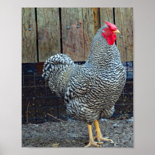 Chicken Black and White Tupp Photo Poster