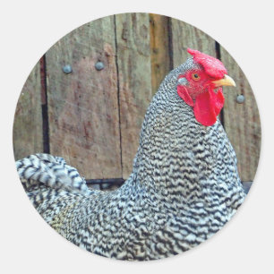 Chicken Black and White Tupp Photo Runt Klistermärke