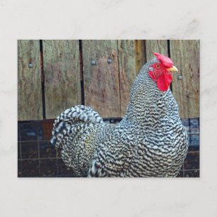 Chicken Black and White Tupp Photo Vykort