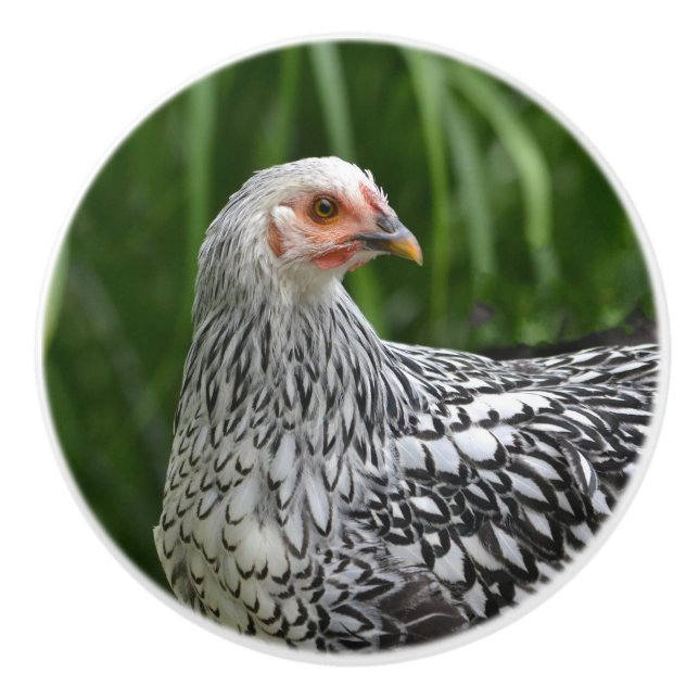 Chicken Ceramic Knob Knopp (Framsidan)