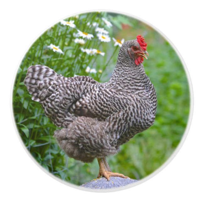 Chicken Ceramic Knob Knopp (Framsidan)