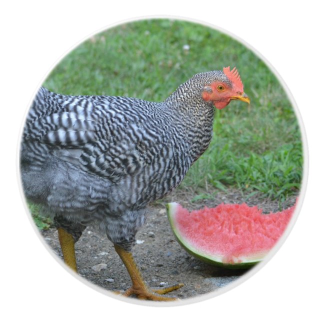 Chicken Ceramic Knob Knopp (Framsidan)
