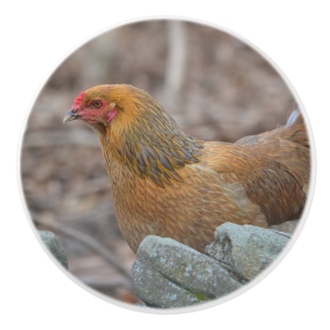 Chicken Ceramic Knob Knopp (Framsidan)