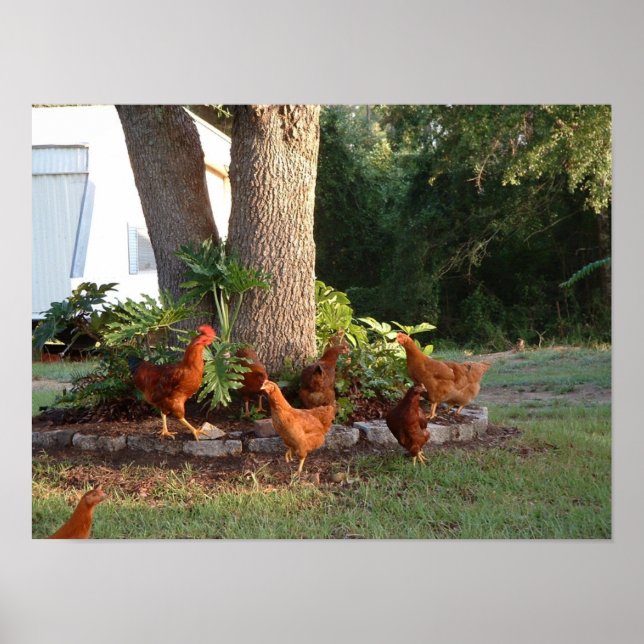 Chicken Chant Poster (Framsidan)