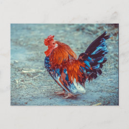 Chicken Colorful Tupp Photo Vykort