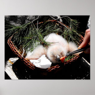 Chicken Eagle uggla vid matat tidpunkt Poster