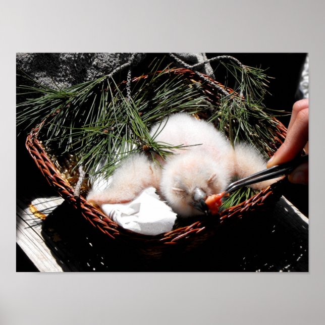 Chicken Eagle uggla vid matat tidpunkt Poster (Framsidan)