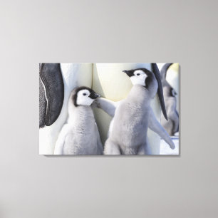 Chicken Emperor Penguin Canvastryck