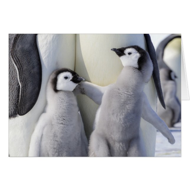 Chicken Emperor Penguin Hälsningskort (Framsidan Horizontal)