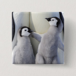 Chicken Emperor Penguin Knapp