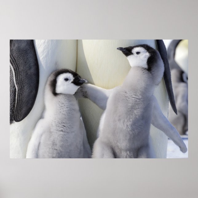 Chicken Emperor Penguin Poster (Framsidan)