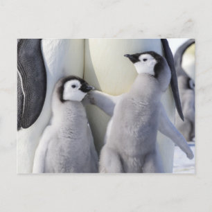 Chicken Emperor Penguin Vykort