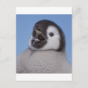 Chicken Emperor Penguin Vykort