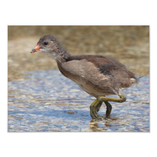 Chicken Eurasian Coot Young Fototryck (Framsidan)