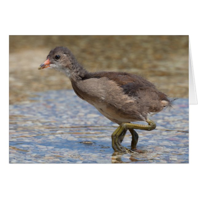 Chicken Eurasian Coot Young Hälsningskort (Framsidan Horizontal)