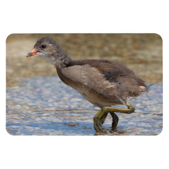 Chicken Eurasian Coot Young Magnet (Horisontell)