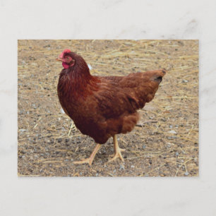 Chicken Fotovykort Vykort