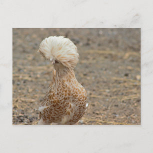 Chicken Fotovykort Vykort