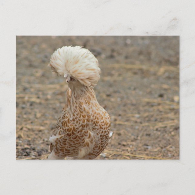 Chicken Fotovykort Vykort (Framsida)