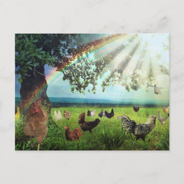 Chicken Heaven Vykort (Framsida)