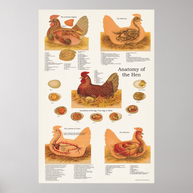 Chicken Hen Anatomy Poster (Framsidan)