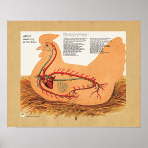 Chicken Hen Artery Anatomy Diagram Poster