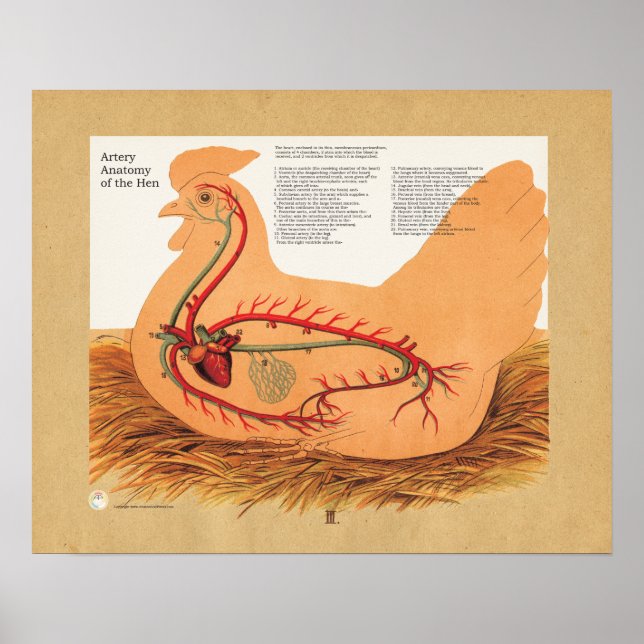 Chicken Hen Artery Anatomy Diagram Poster (Framsidan)