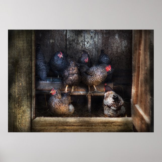 Chicken - Hen House Poster (Framsidan)