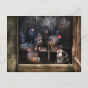 Chicken - Hen House Vykort