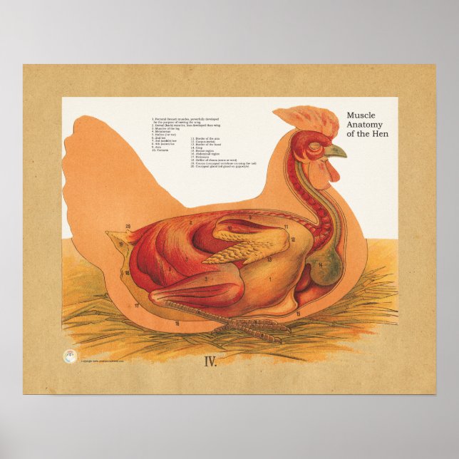 Chicken Hen Muscle Anatomy Diagram Poster (Framsidan)