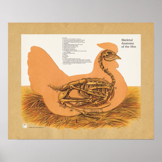 Chicken Hen Skeletal Anatomidiagram Poster (Framsidan)