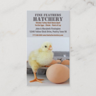 Chicken i ägg paketerar den fega hatcheryen visitkort
