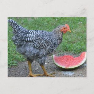 Chicken Kärlek Watermelon Vykort