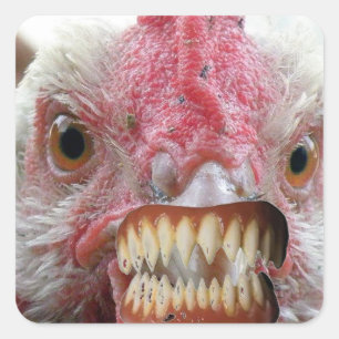 Chicken Läppar, Chicken Teeth, DracaChicken Fyrkantigt Klistermärke
