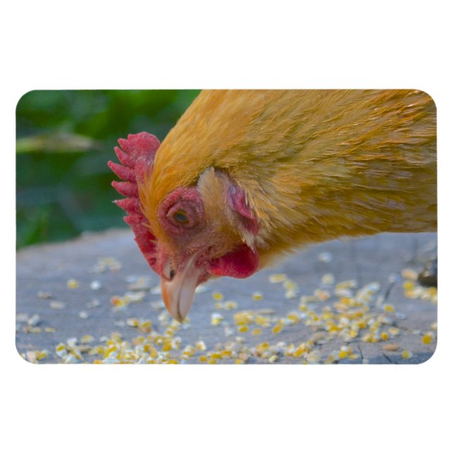 Chicken Magnet (Horisontell)