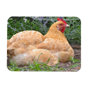 Chicken Magnet