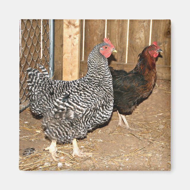 Chicken magnet (Framsidan)