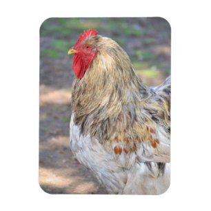 Chicken Magnet