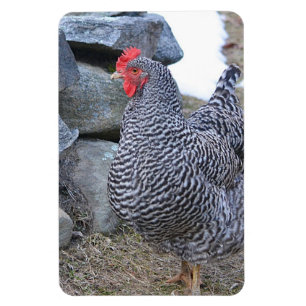 Chicken Magnet