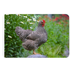 Chicken Magnet