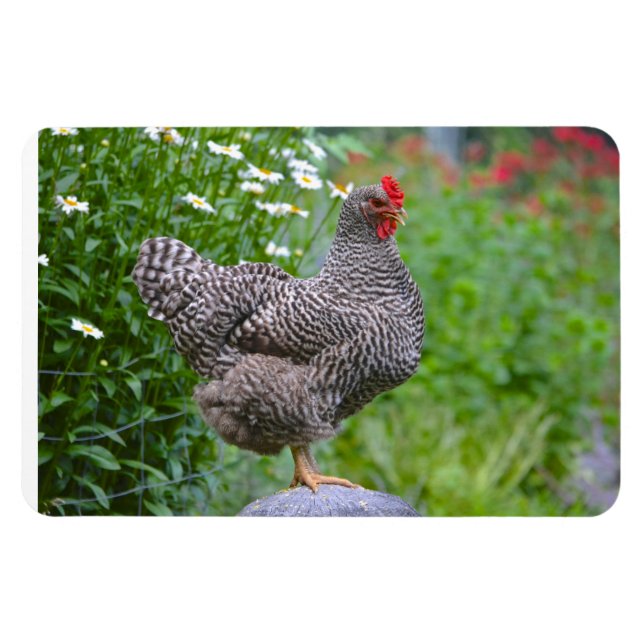 Chicken Magnet (Horisontell)