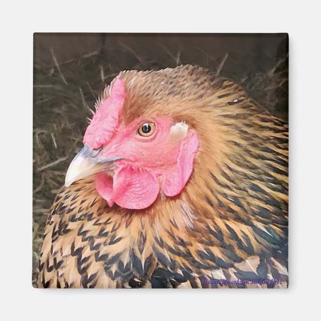 Chicken Magnet #2 Golden Laced Wyandotte (Framsidan)