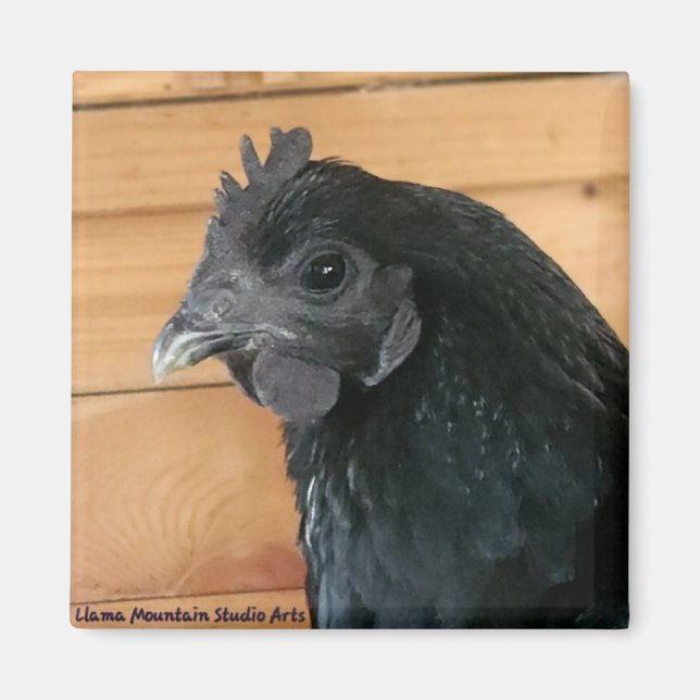 Chicken Magnet #3 Södra Rambler (Framsidan)