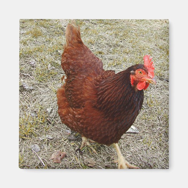Chicken Magnets Magnet (Framsidan)