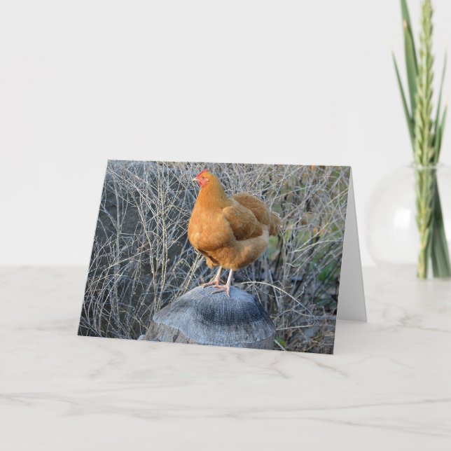 Chicken Notecard Kort (Framsida)