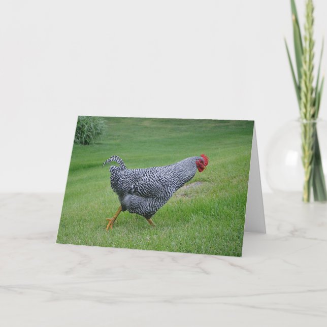 Chicken Notecard Kort (Framsida)