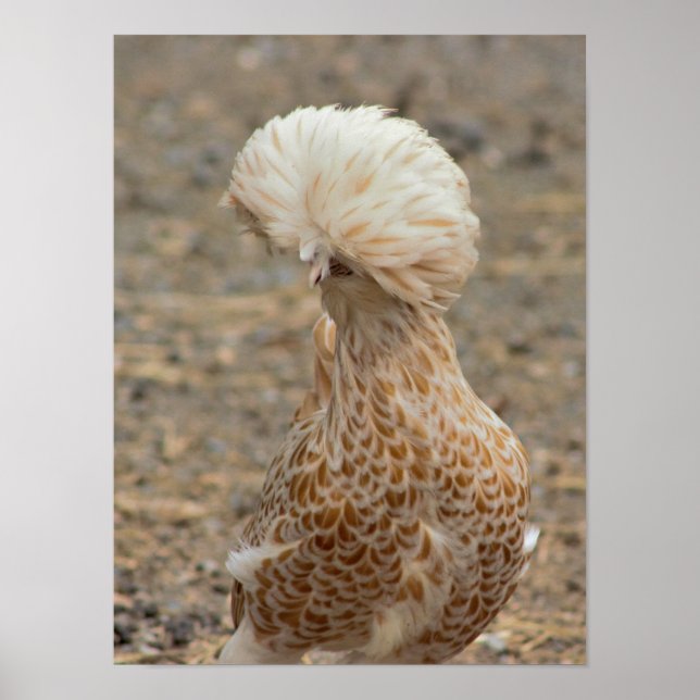 Chicken Photo Poster (Framsidan)