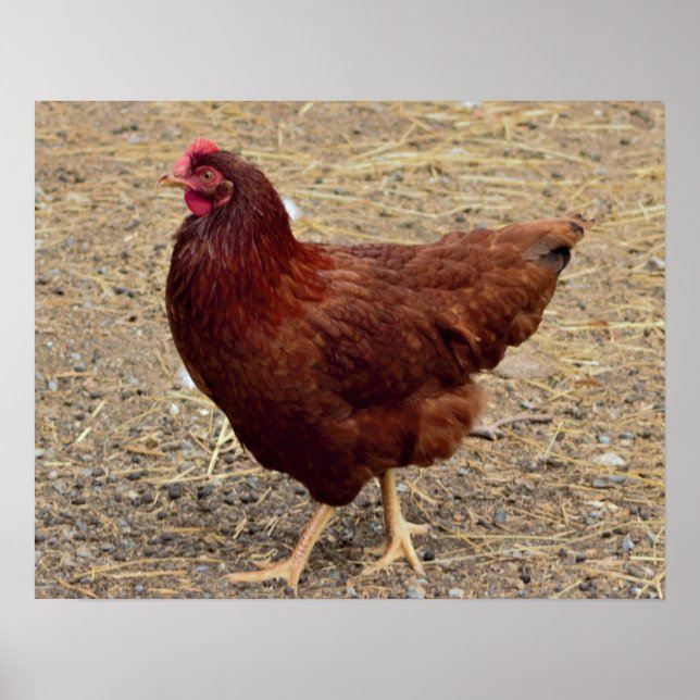 Chicken Photo Poster (Framsidan)
