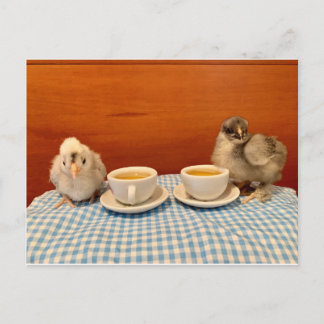 Chicken Picnic Vykort