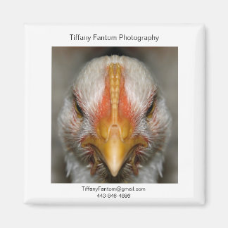 Chicken Promo Biet Magnet